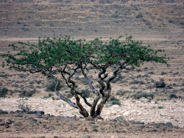 Frankincense Essential Oil Frankincense Essential Oil
